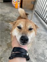 澎湖縣已領養狗 柴犬