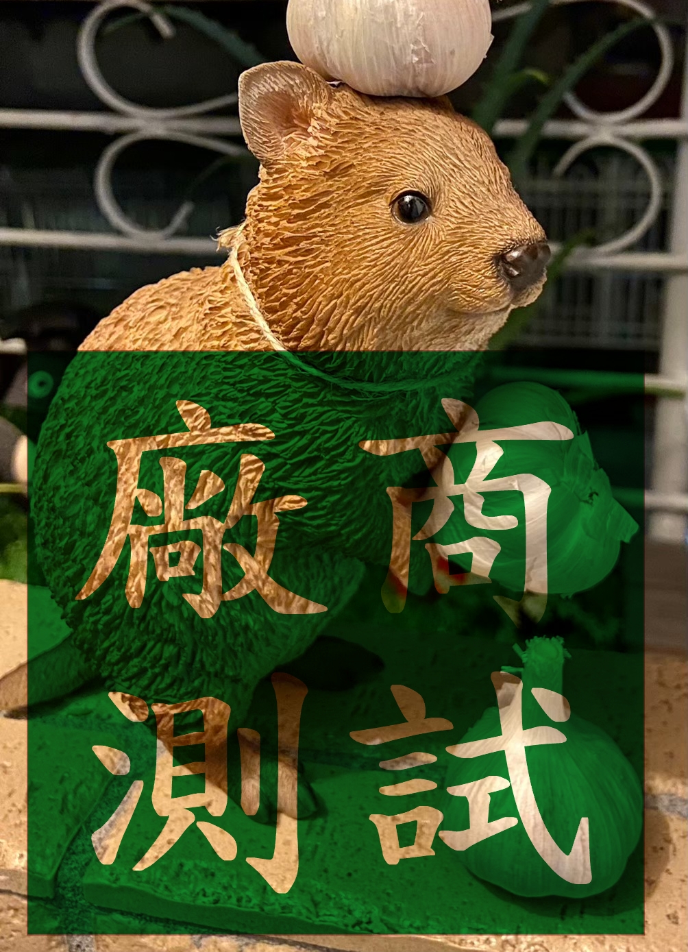 連江縣已領養狗 混種犬