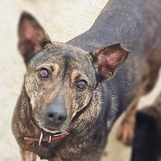 台北市已領養狗 混種犬
