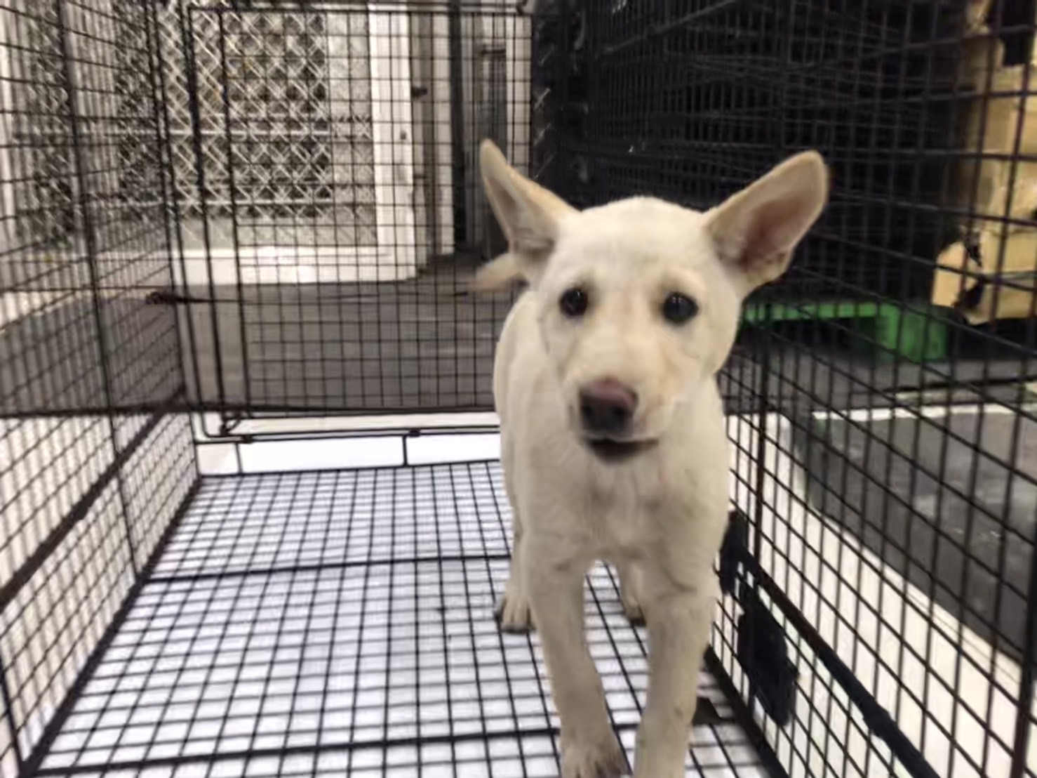 金門縣已領養狗 混種犬