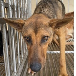 澎湖縣已領養狗 混種犬