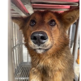 澎湖縣已領養狗 混種犬