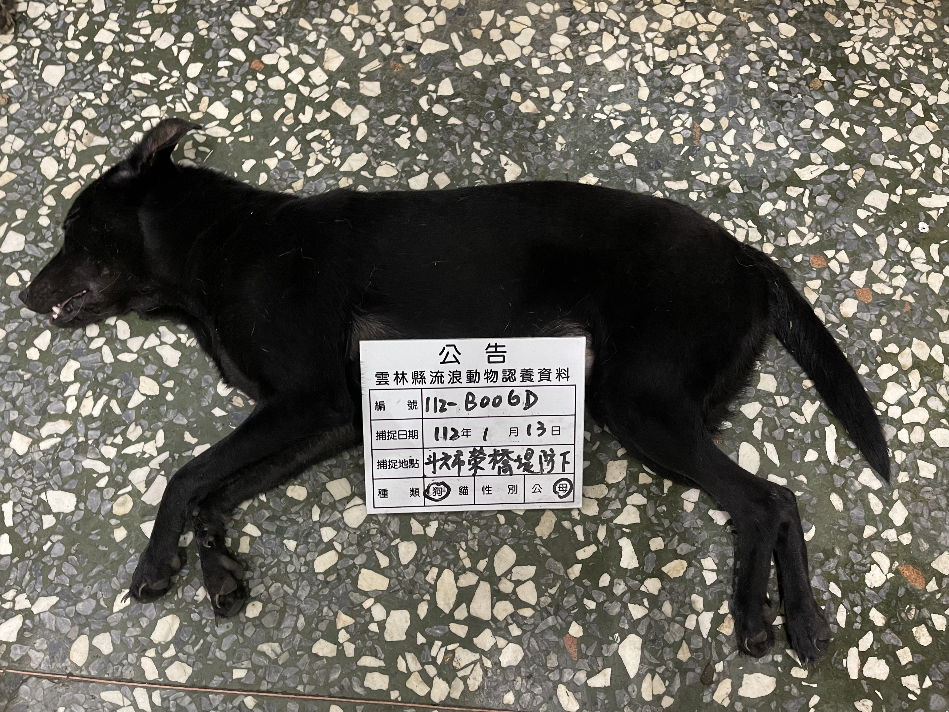 雲林縣已領養狗 混種犬