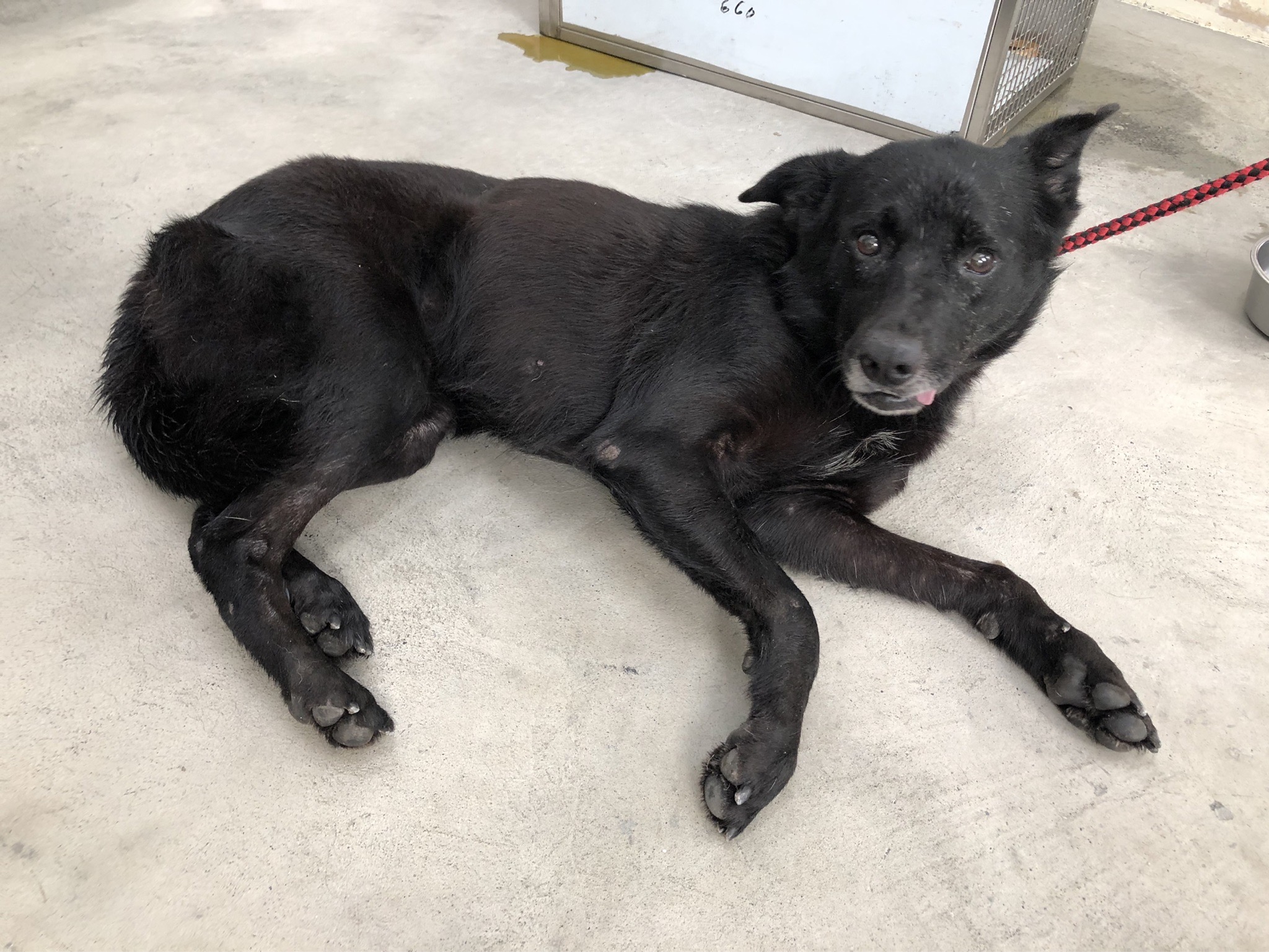 台北市已領養狗 混種犬