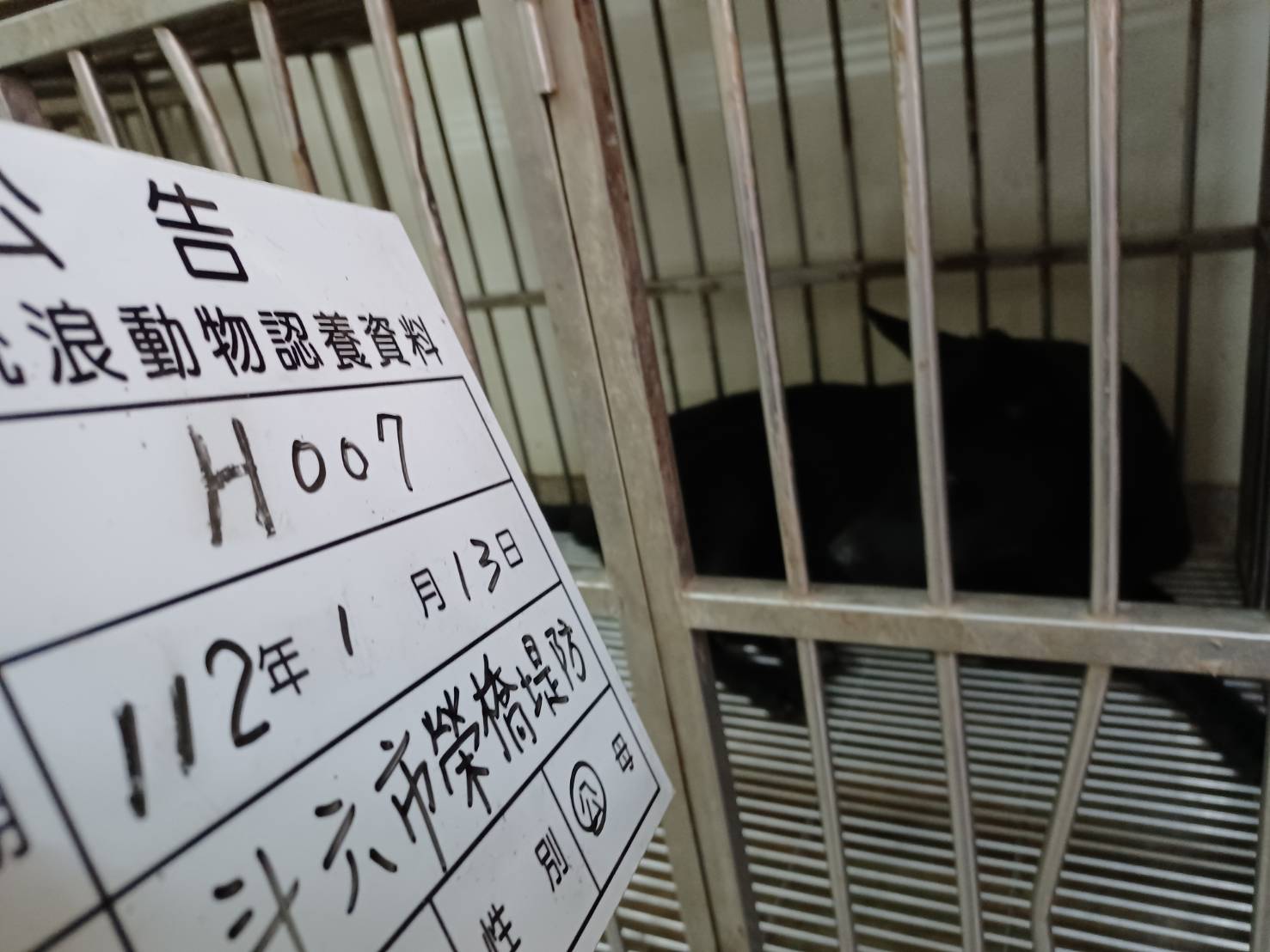 雲林縣已領養狗 混種犬