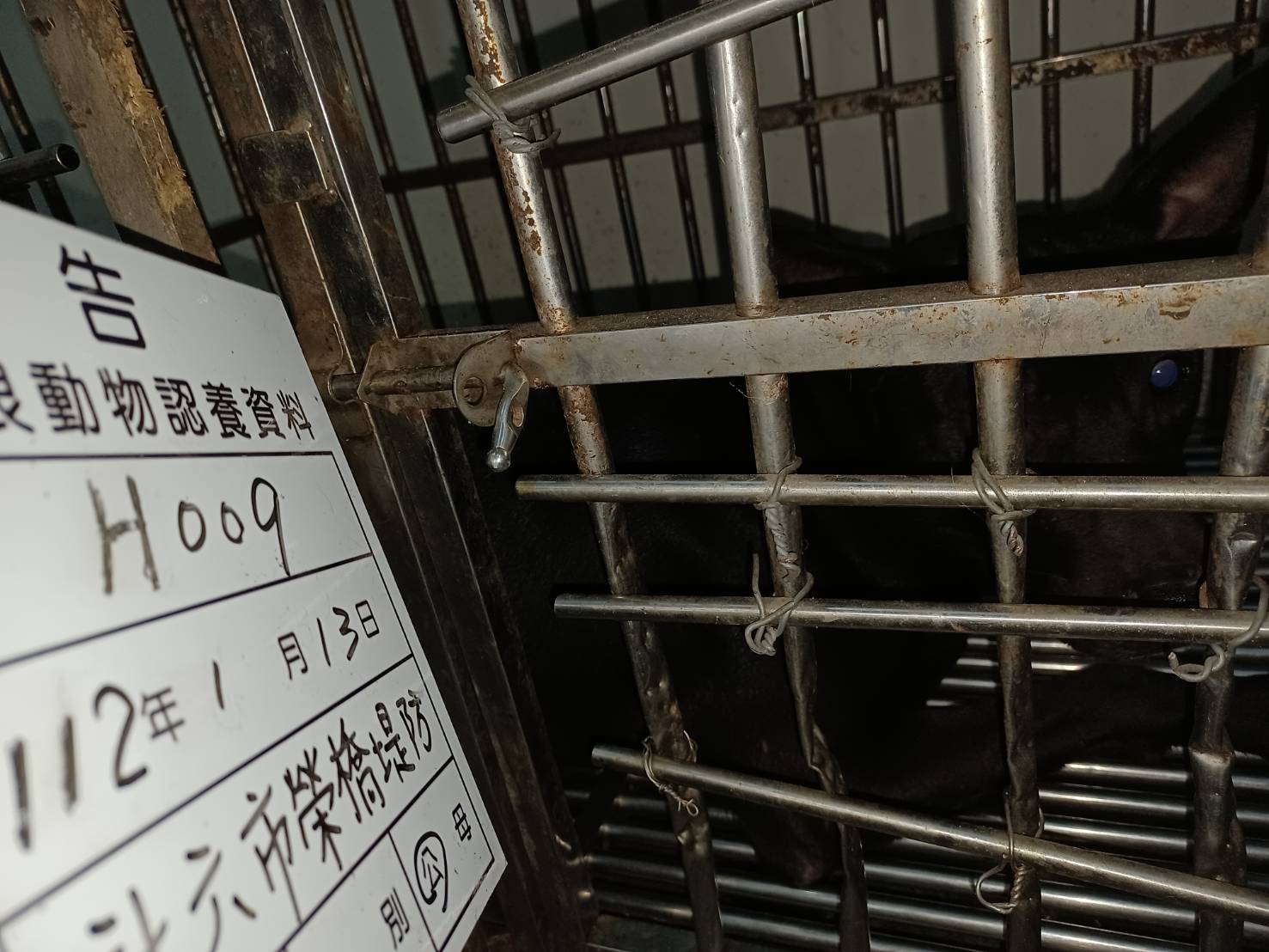 雲林縣已領養狗 混種犬