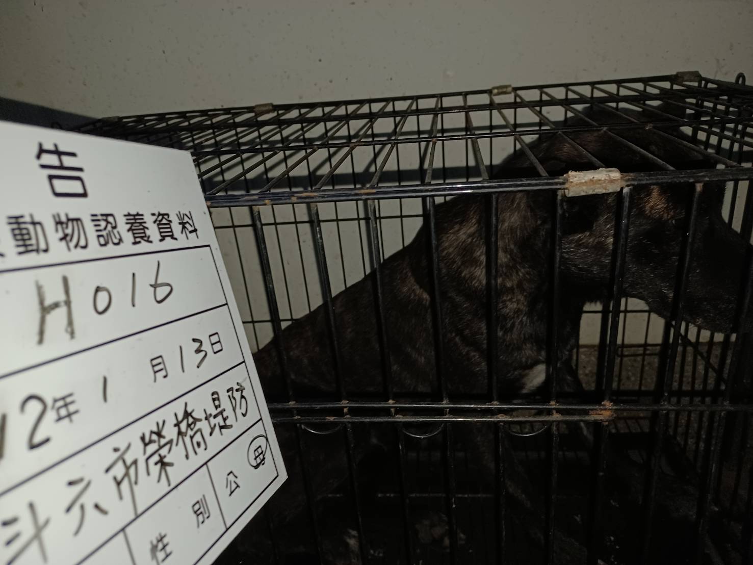 雲林縣已領養狗 混種犬