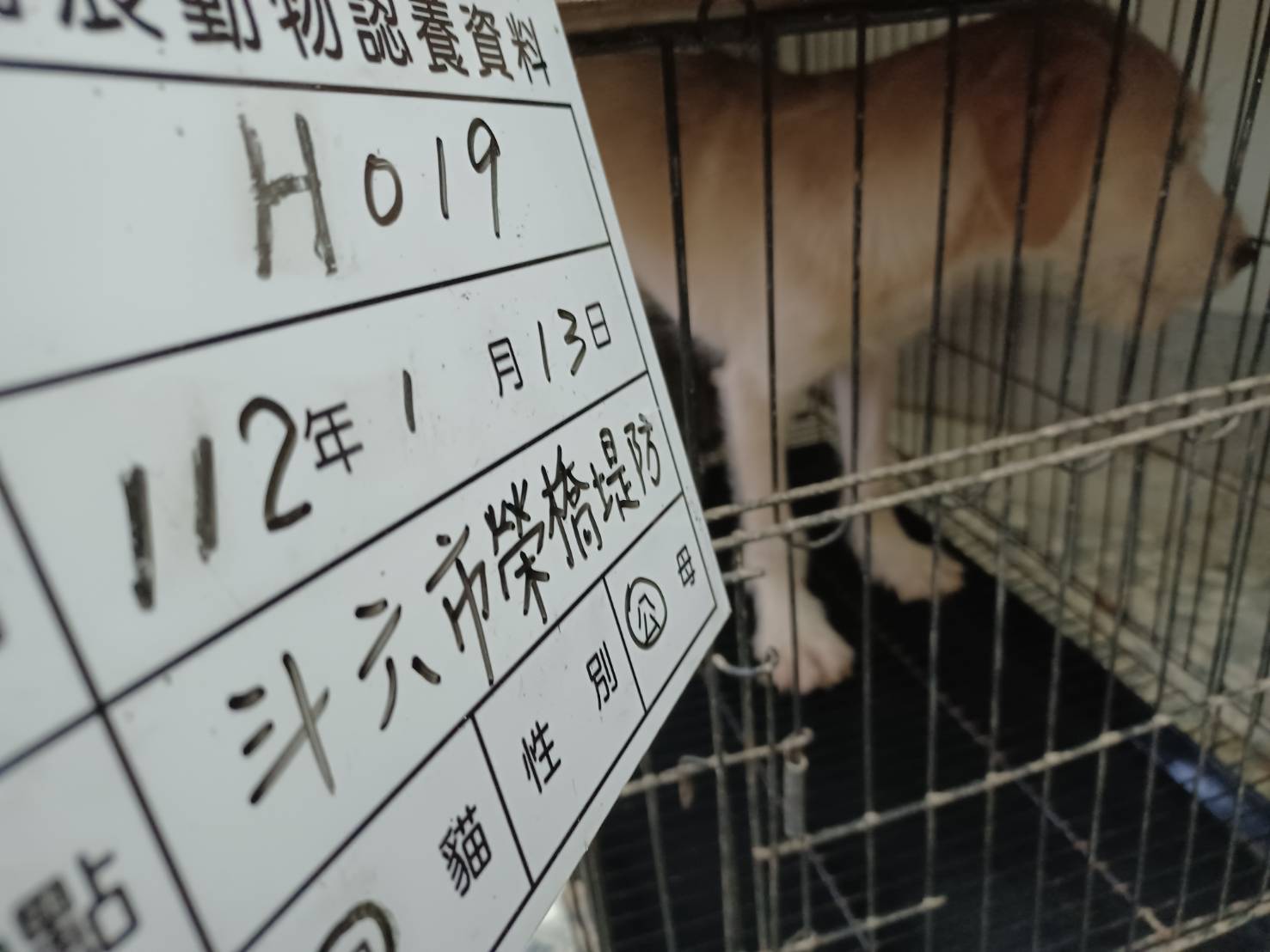 雲林縣已領養狗 混種犬