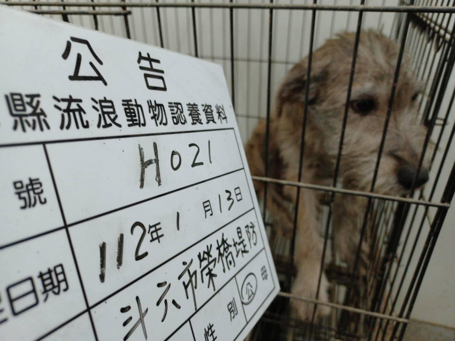 雲林縣已領養狗 混種犬