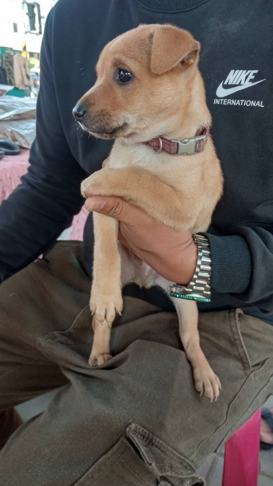 屏東縣已領養狗 混種犬