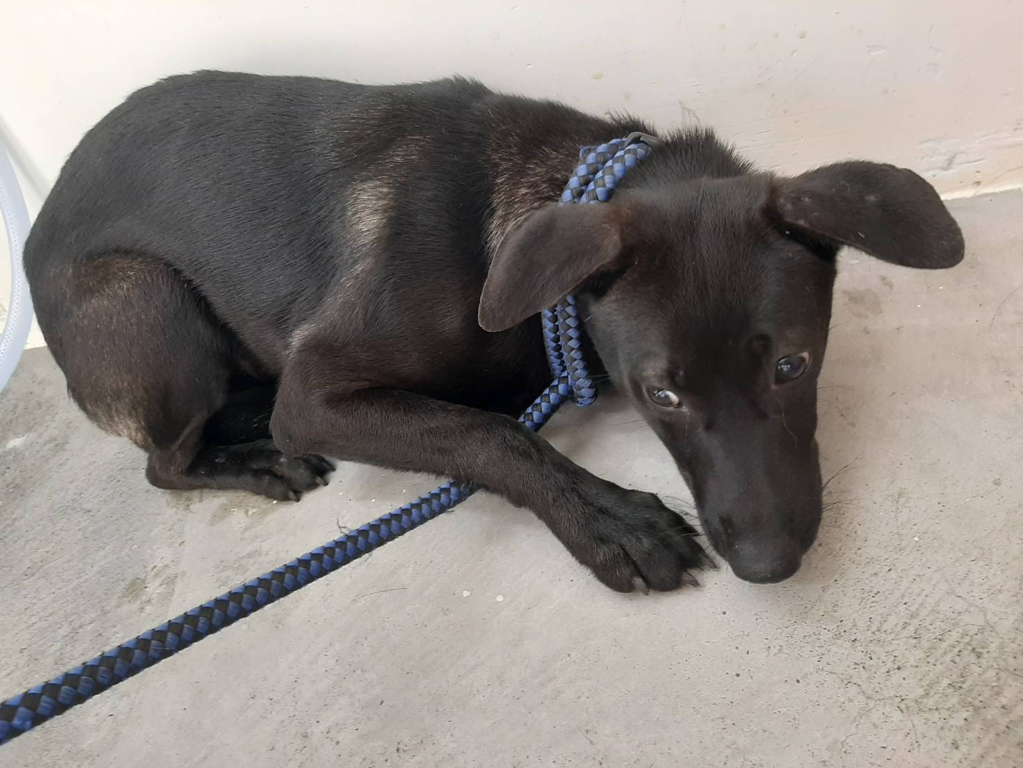 台北市已領養狗 混種犬