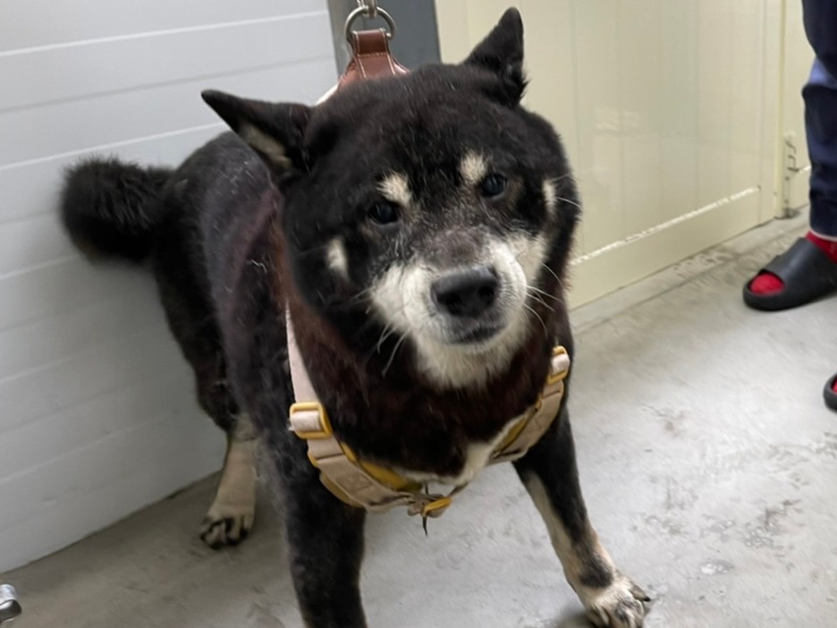 台北市已領養狗 柴犬
