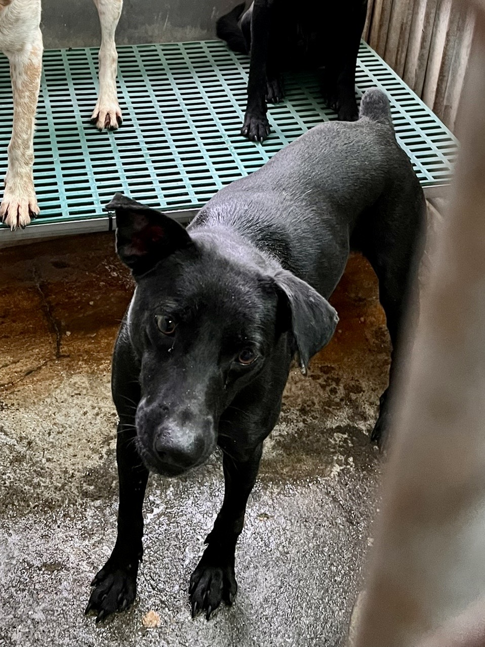 彰化縣已領養狗 混種犬