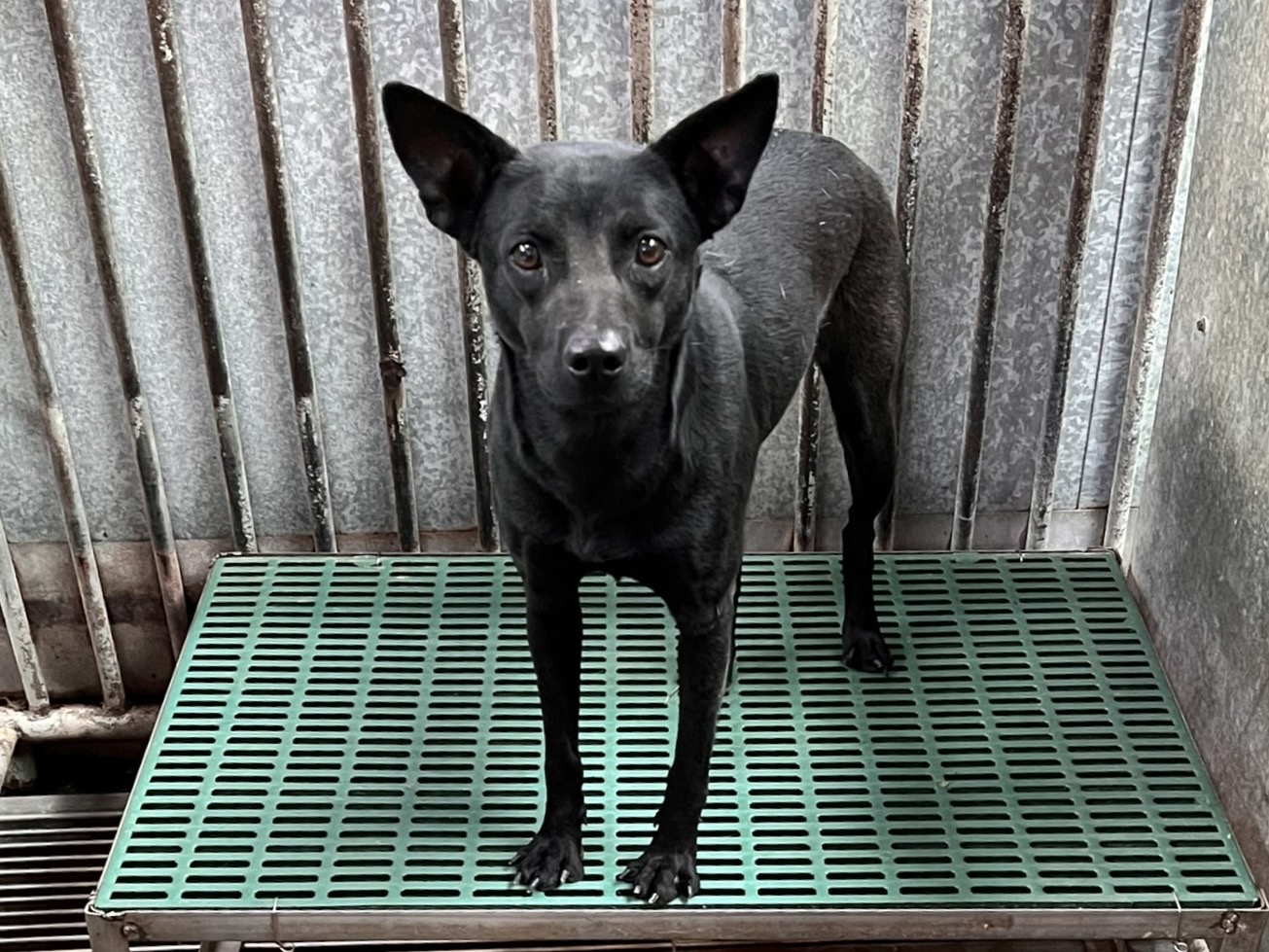 彰化縣已領養狗 混種犬