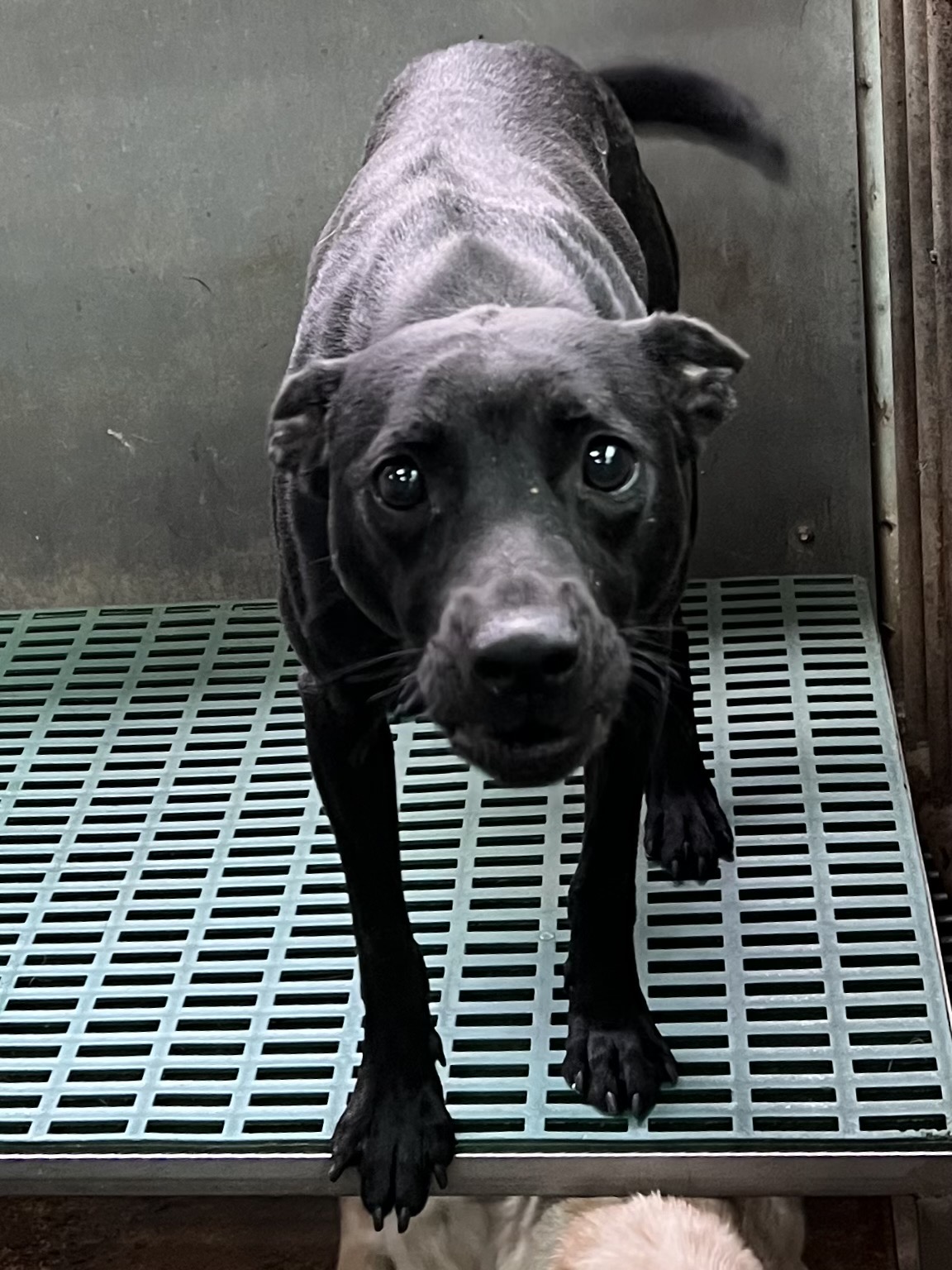 彰化縣已領養狗 混種犬