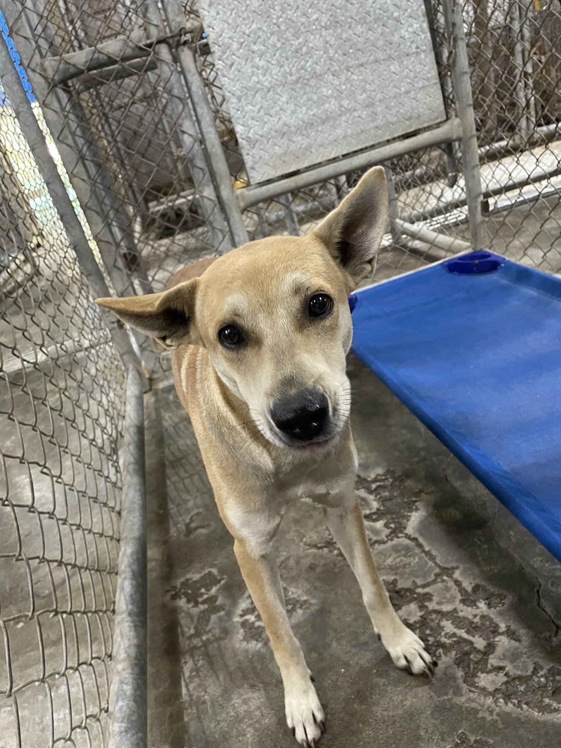 屏東縣已領養狗 混種犬