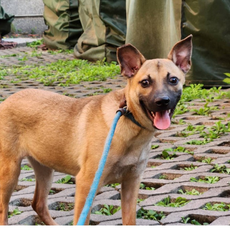新竹縣已領養狗 混種犬