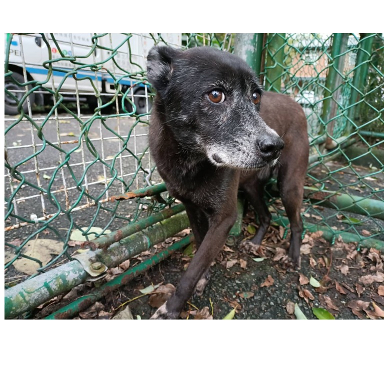 台北市已領養狗 混種犬