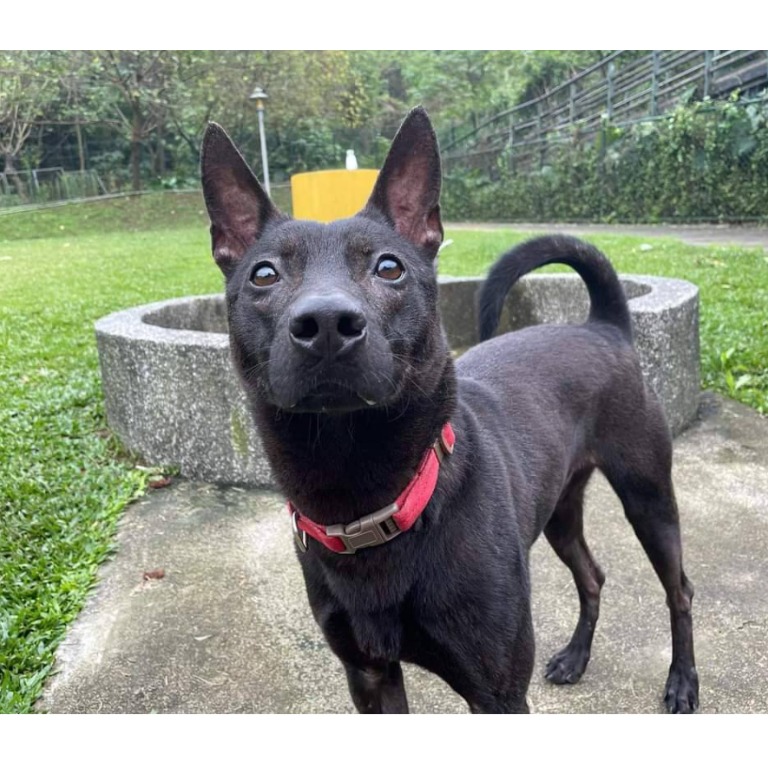 台北市已領養狗 混種犬