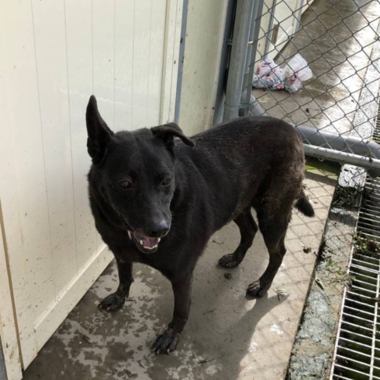 台北市已領養狗 混種犬