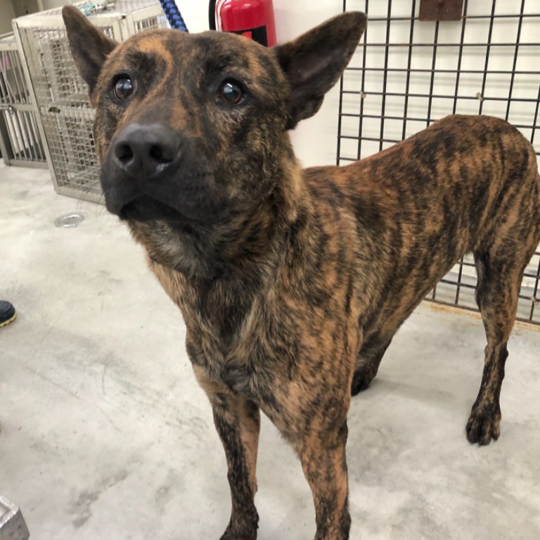 台北市已領養狗 混種犬