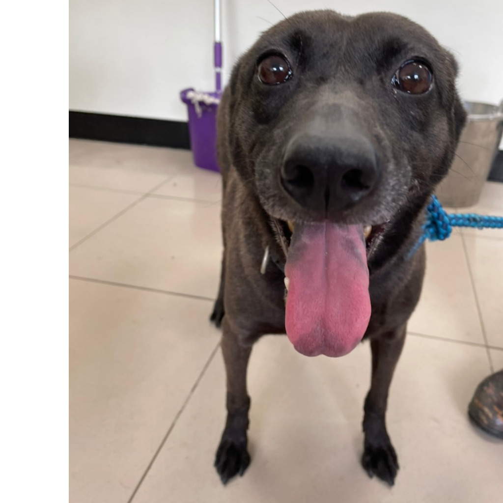 新北市已領養狗 混種犬