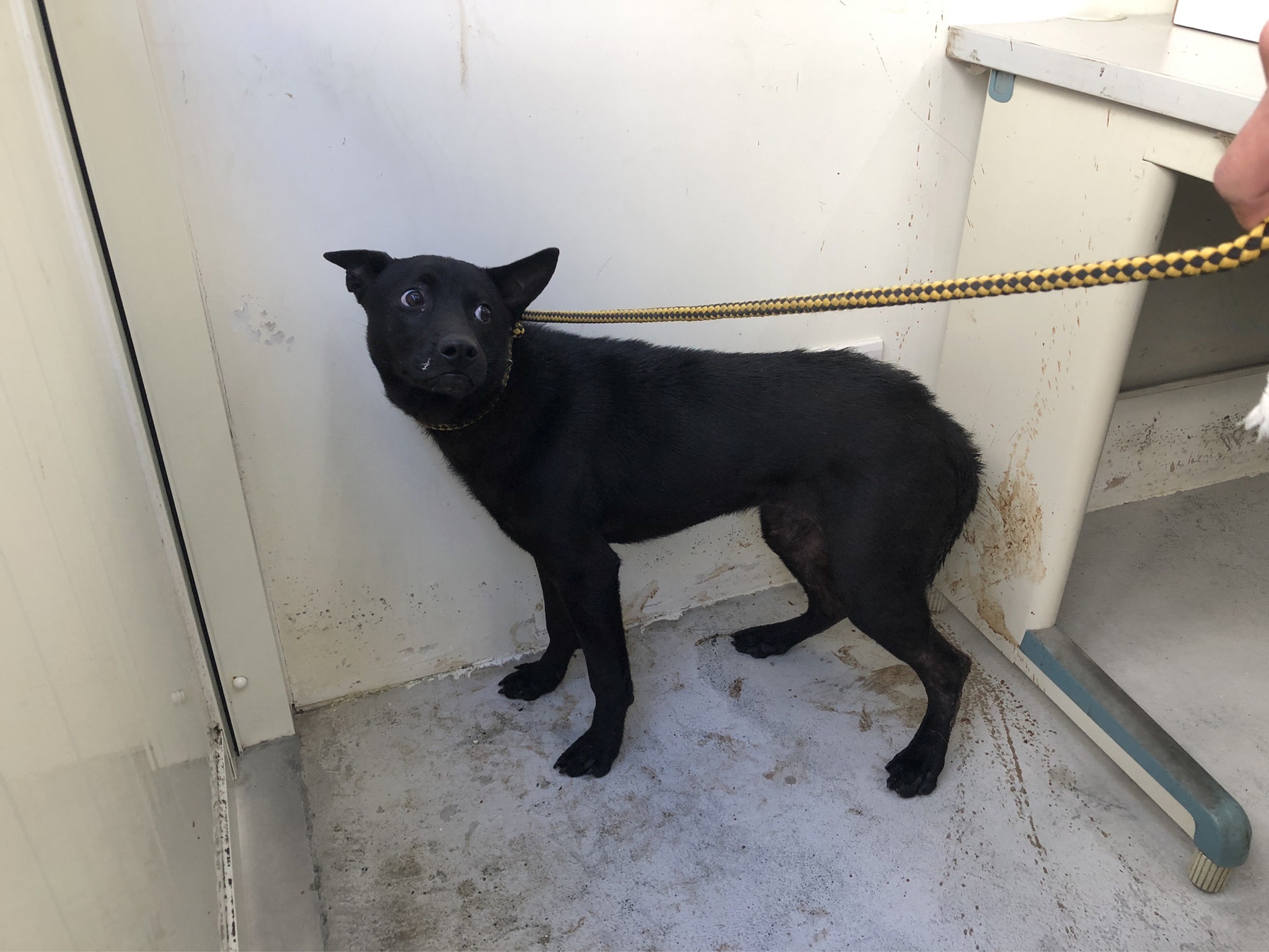 台北市已領養狗 混種犬