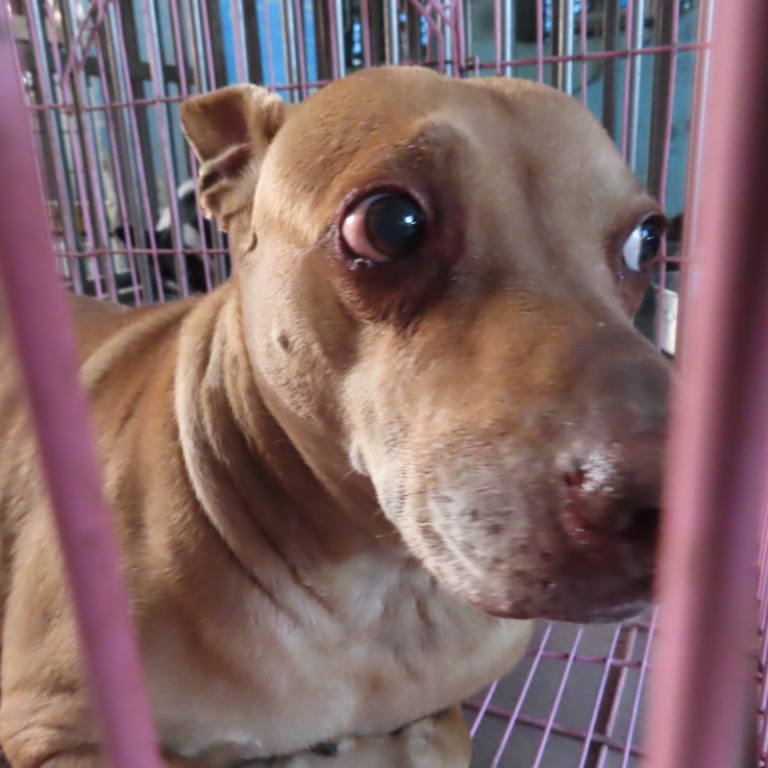 台南市已領養狗 混種犬