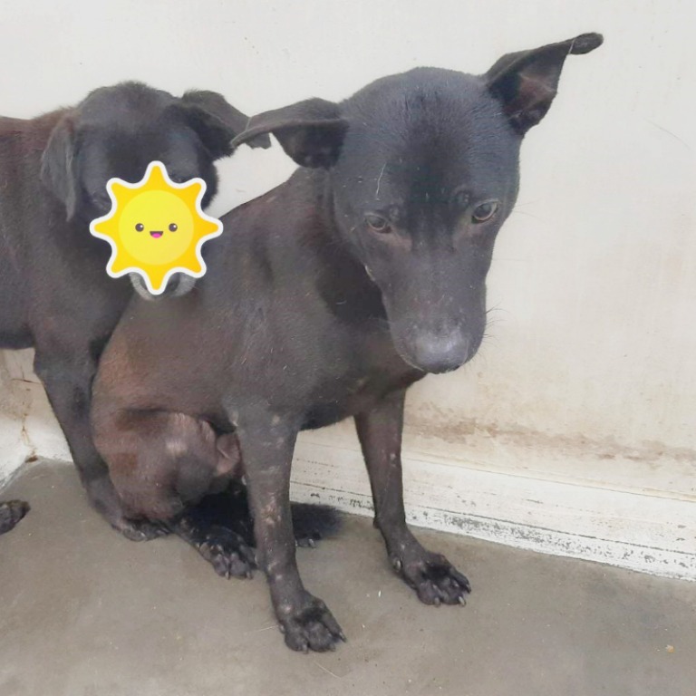 台北市已領養狗 混種犬