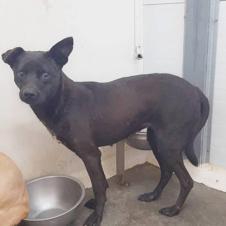 台北市已領養狗 混種犬