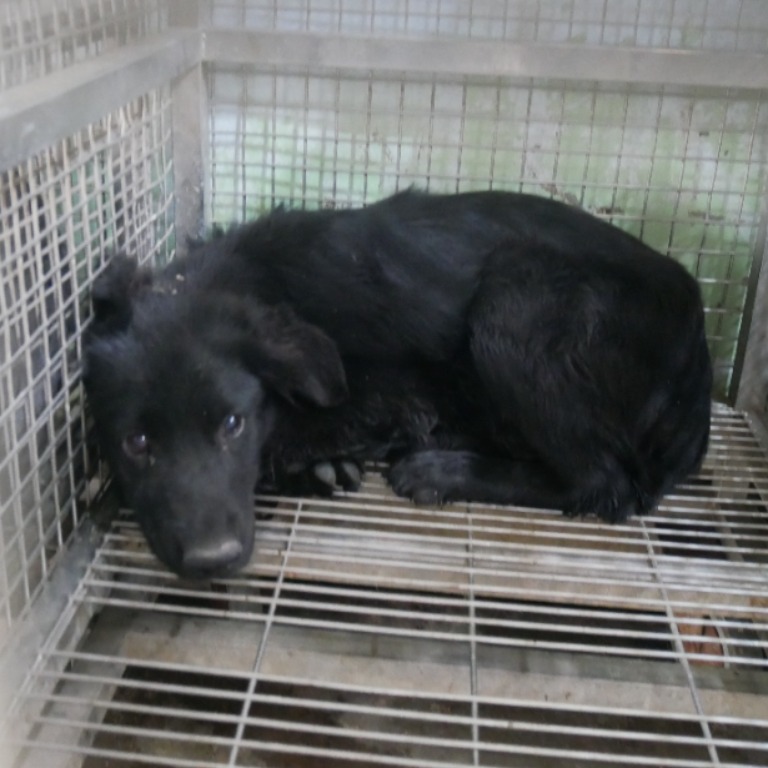 台南市已領養狗 混種犬