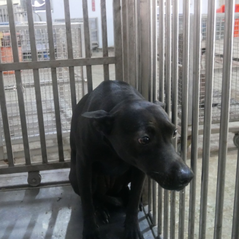 台南市已領養狗 混種犬