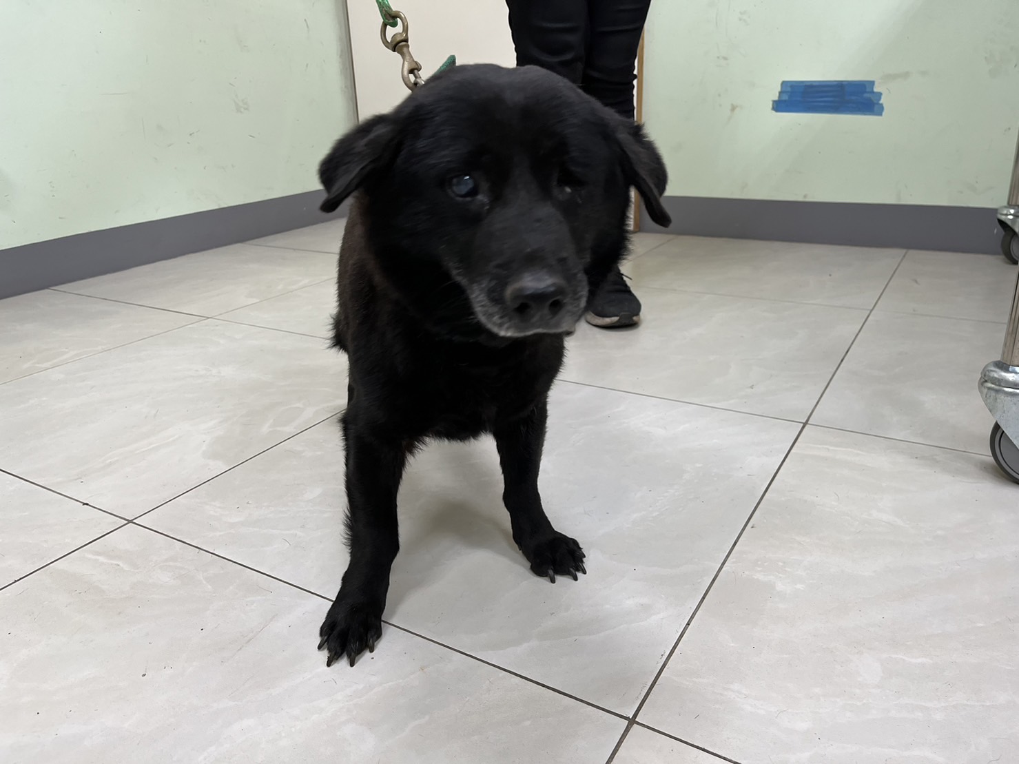 金門縣已領養狗 混種犬