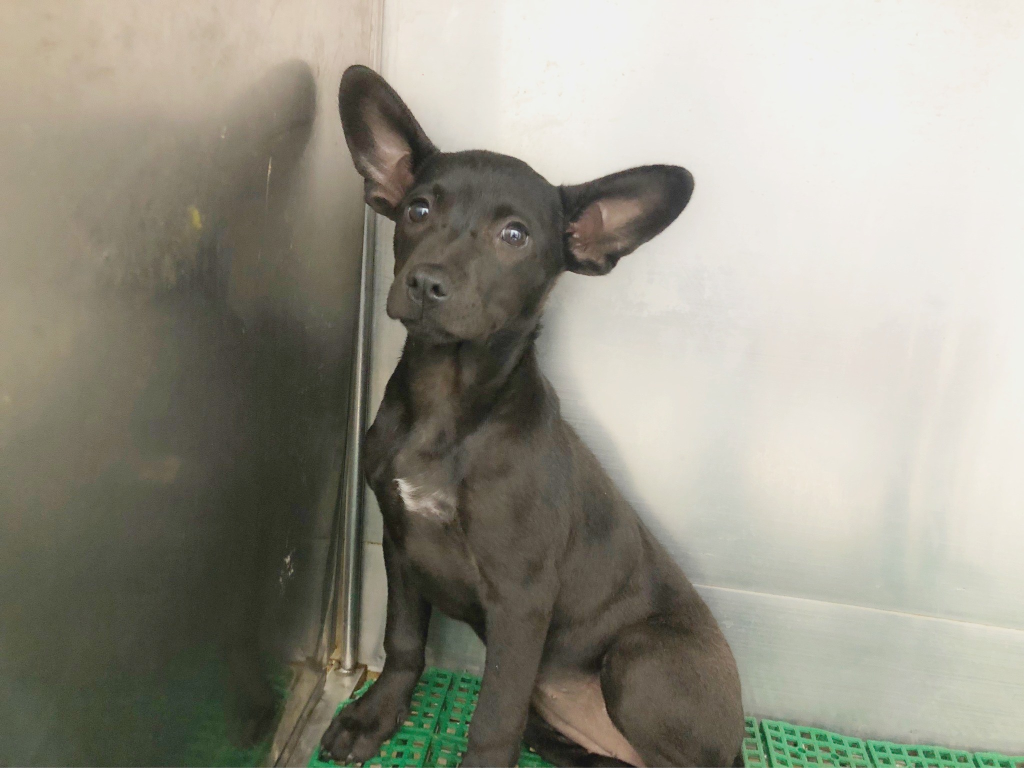 台北市已領養狗 混種犬