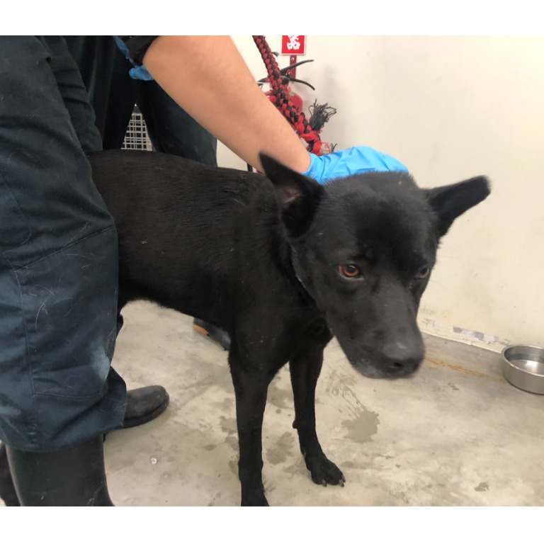 台北市已領養狗 混種犬