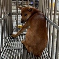 澎湖縣已領養狗 混種犬