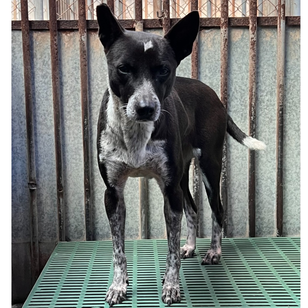 彰化縣已領養狗 混種犬