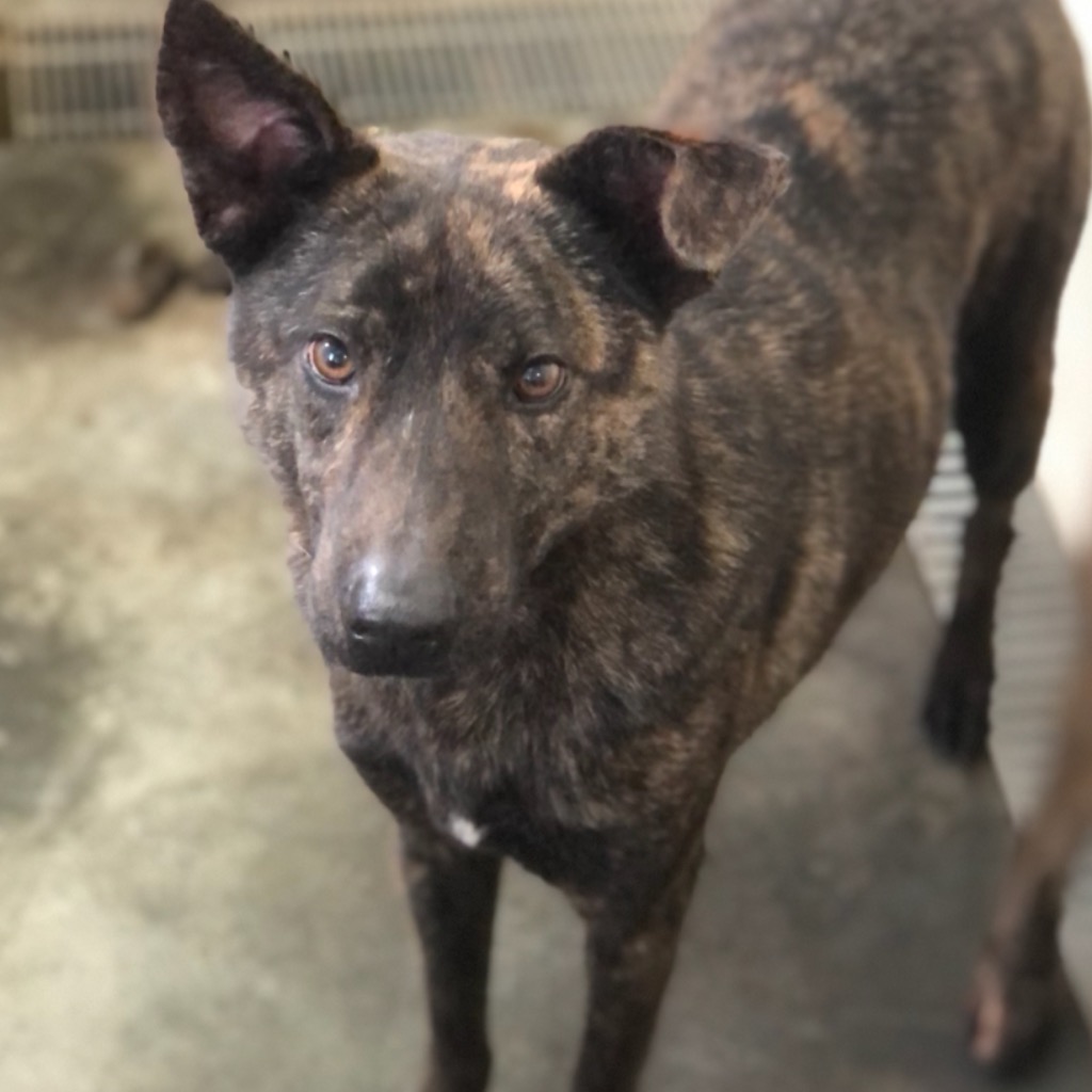 澎湖縣已領養狗 混種犬