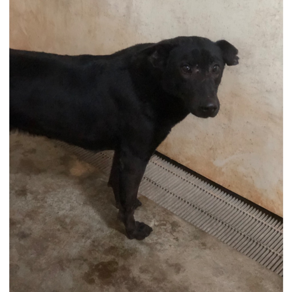 澎湖縣已領養狗 混種犬
