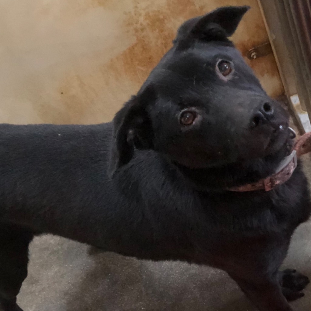 澎湖縣已領養狗 混種犬