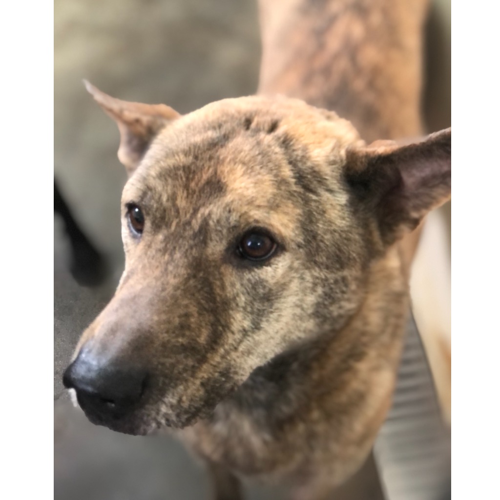 澎湖縣已領養狗 混種犬