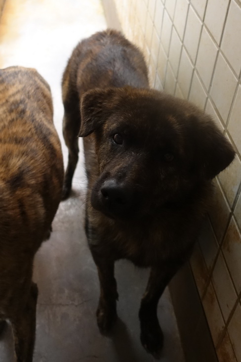 宜蘭縣已領養狗 混種犬