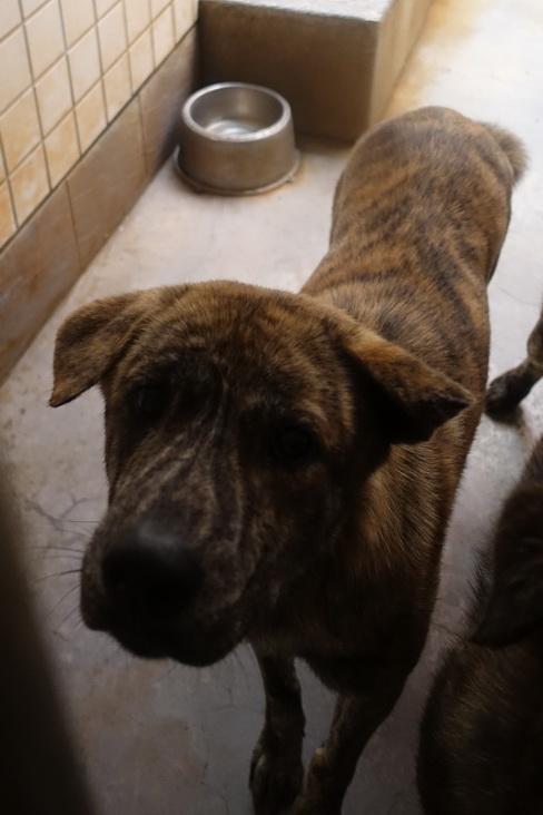 宜蘭縣已領養狗 混種犬
