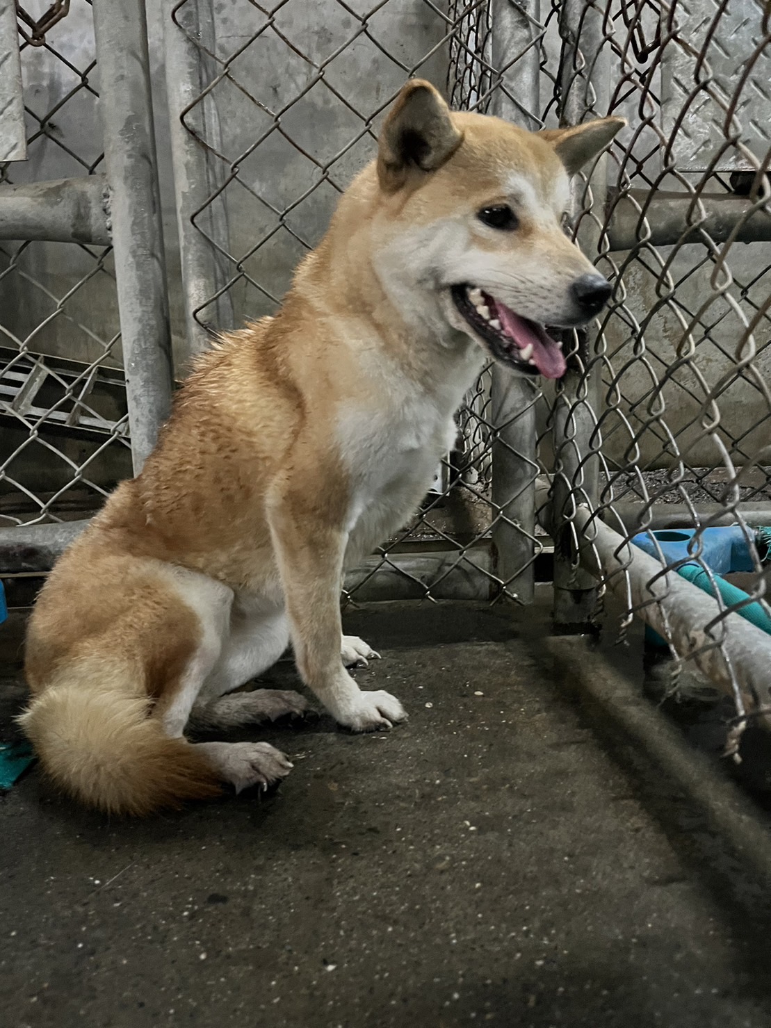 屏東縣已領養狗 柴犬
