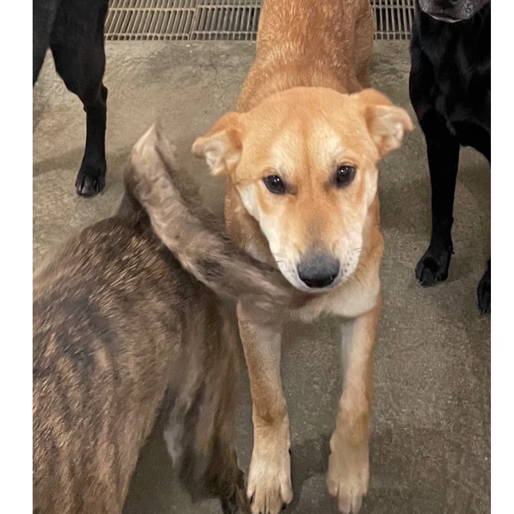 澎湖縣已領養狗 混種犬