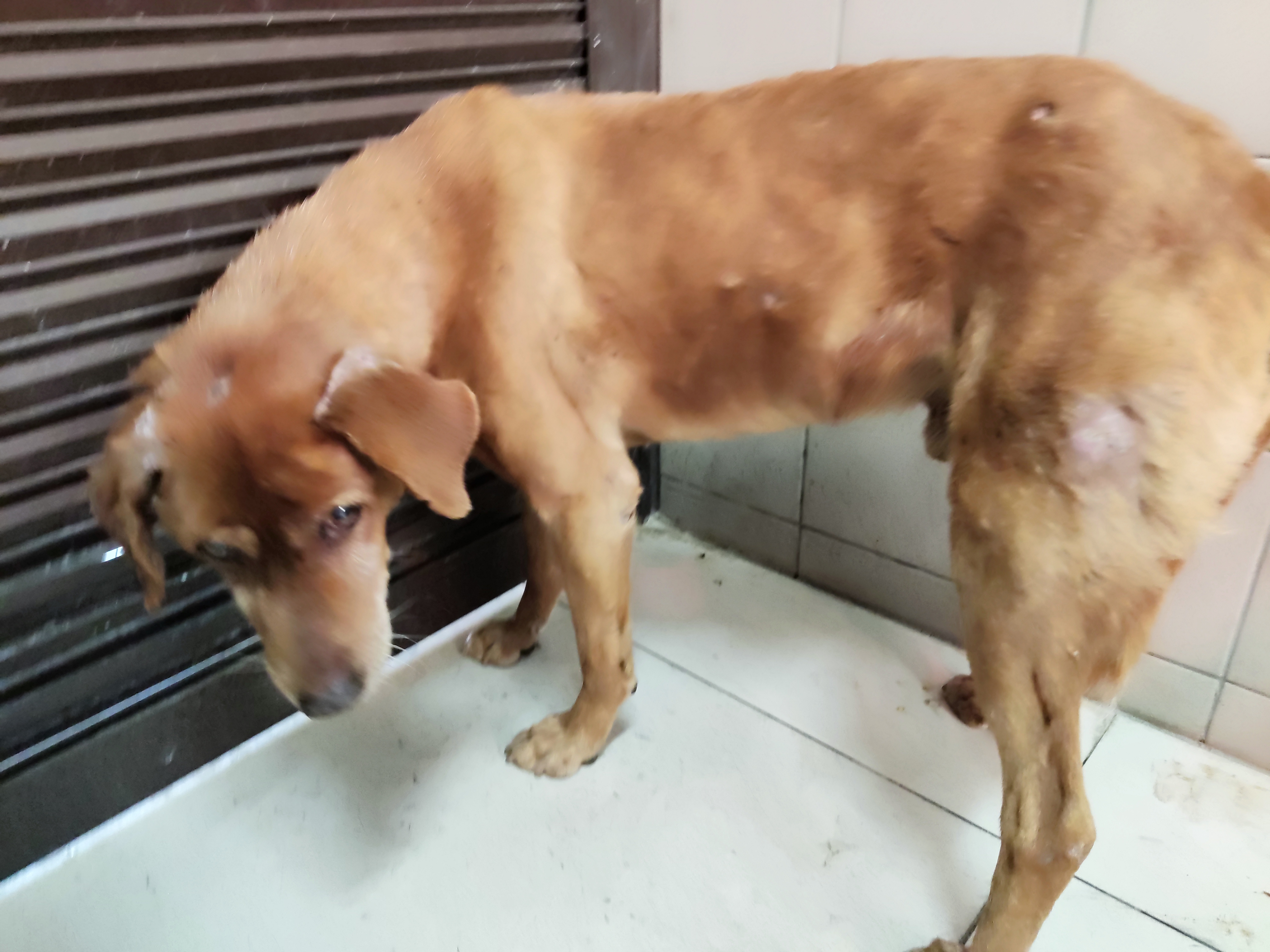 高雄市已領養狗 混種犬