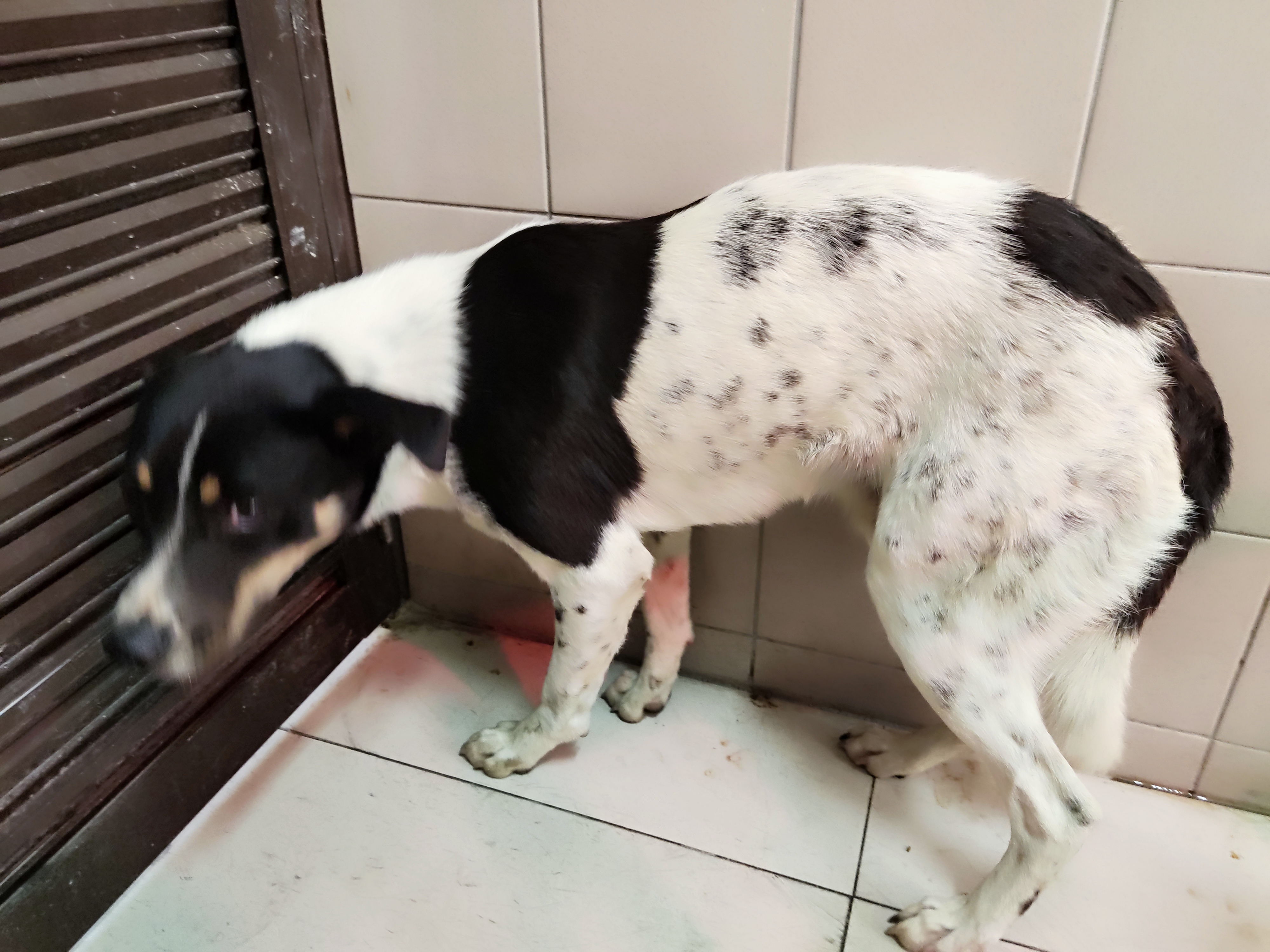高雄市已領養狗 混種犬