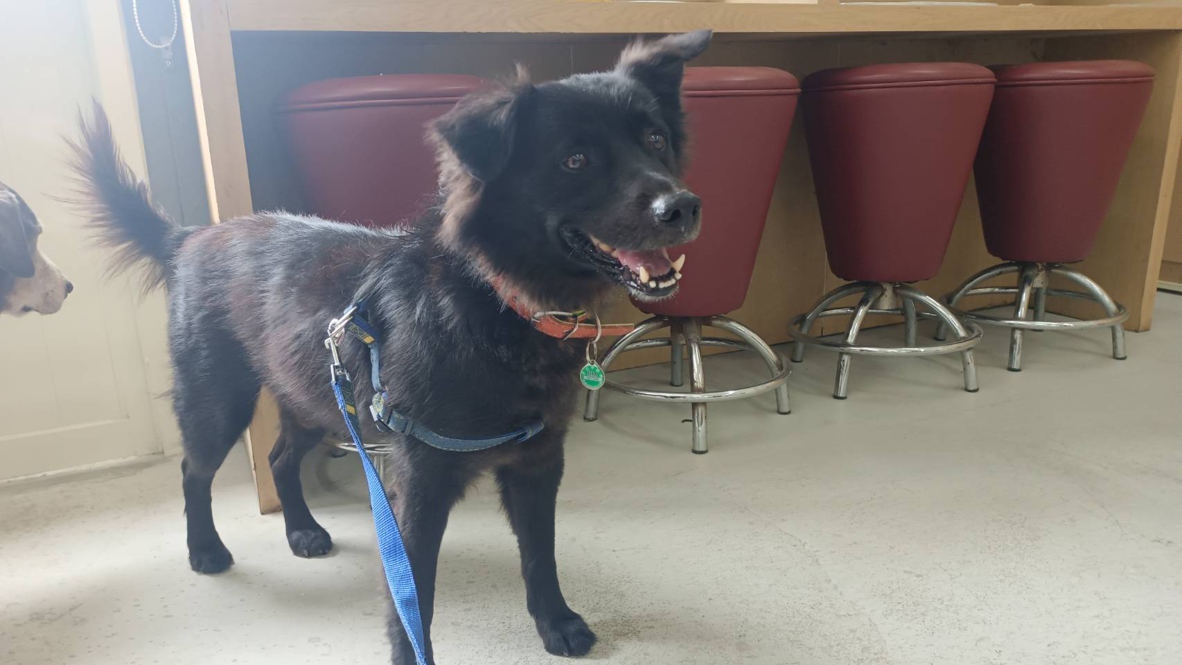 台北市已領養狗 混種犬