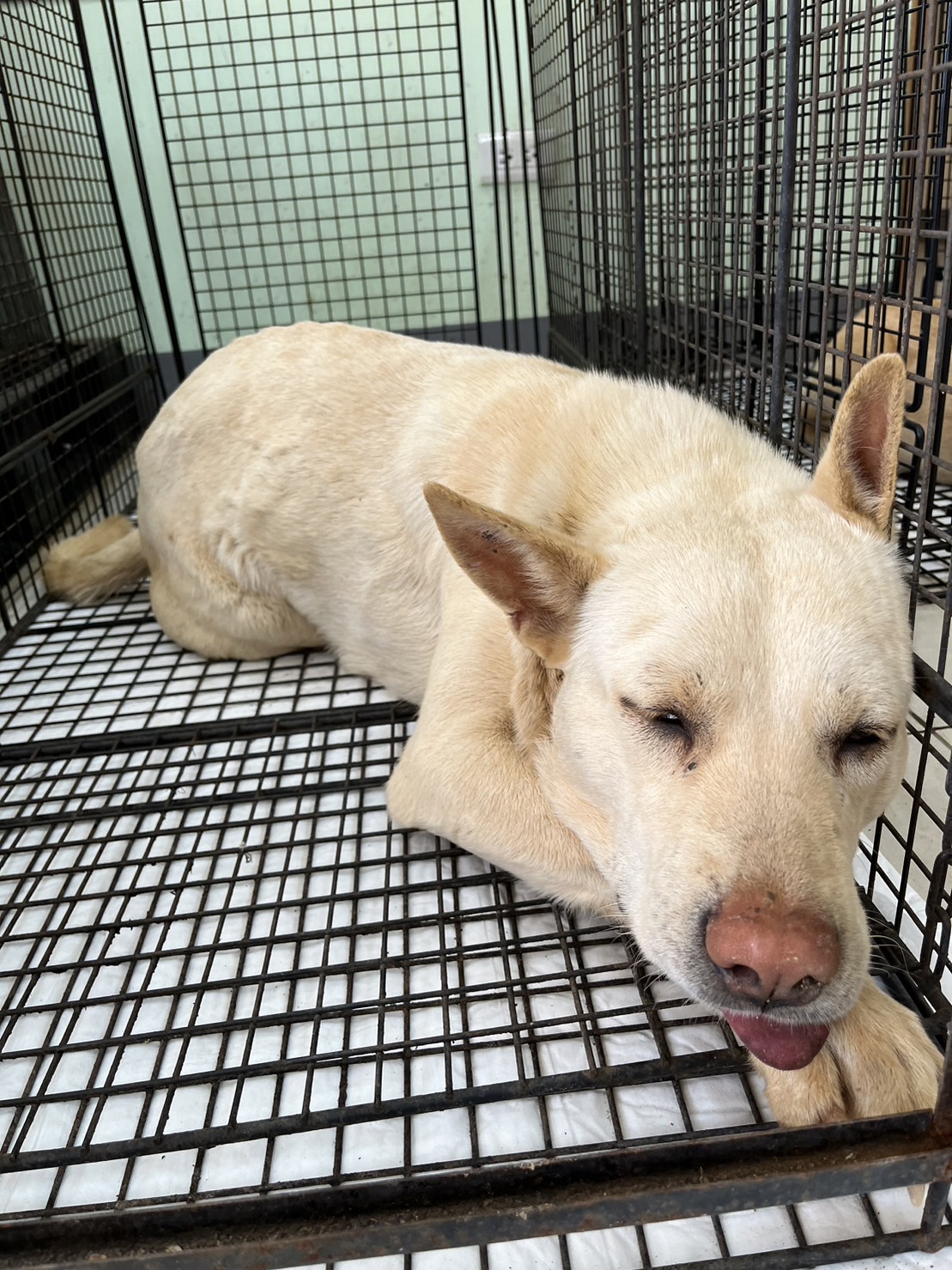金門縣已領養狗 混種犬