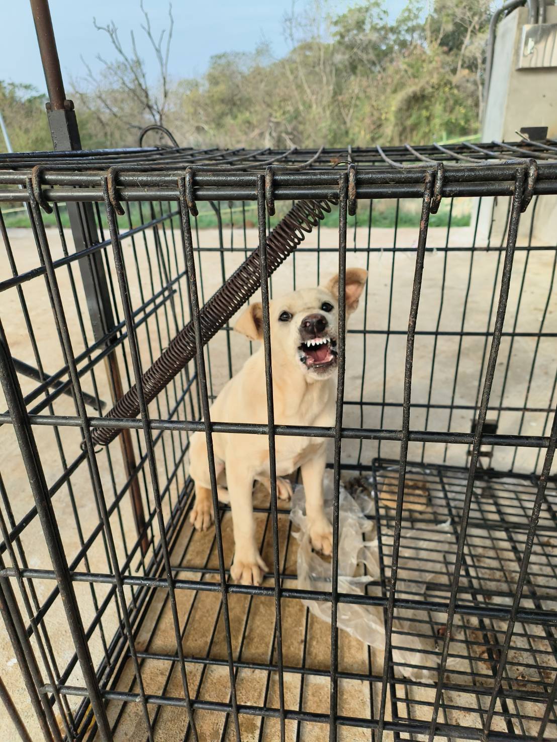 金門縣已領養狗 混種犬